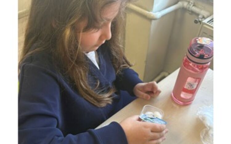 Fasülye Çimlendirme Deneyi